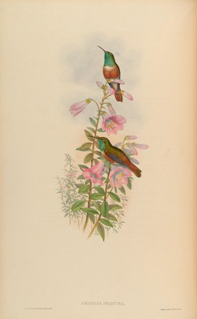 Amazilia priştina = Amazilia amazilia priştina by John Gould